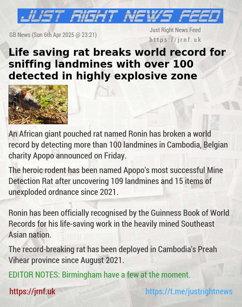 Life—saving rat breaks world record for sniffing landmines with over 100 detected in highly explosive zone