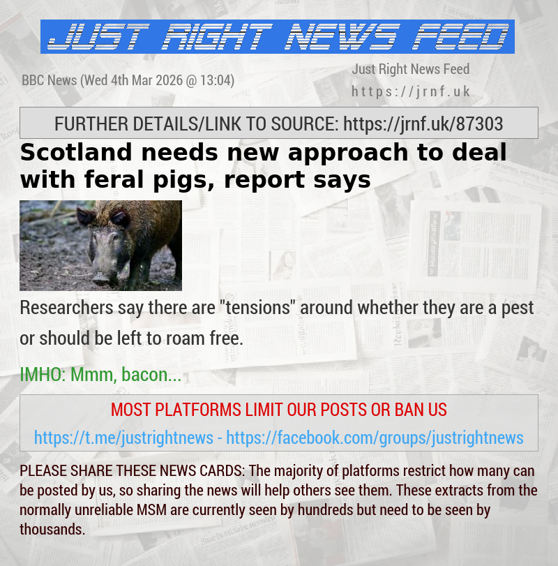 Scotland needs new approach to deal with feral pigs, report says