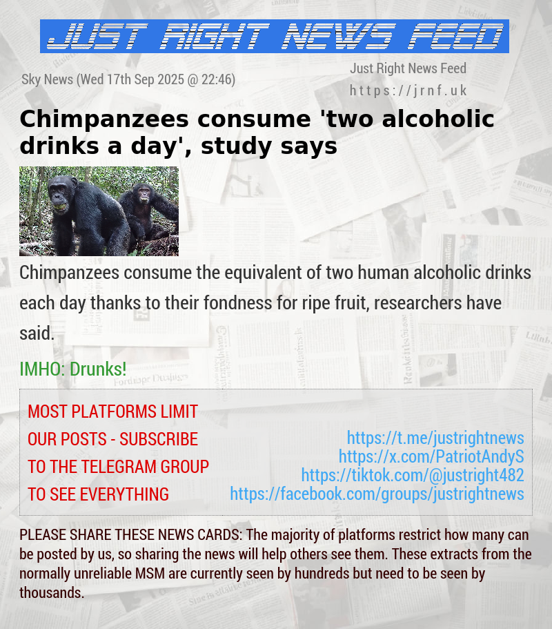 Chimpanzees consume ’two alcoholic drinks a day’, study says