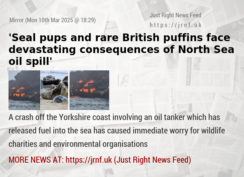 ’Seal pups and rare British puffins face devastating consequences of North Sea oil spill’