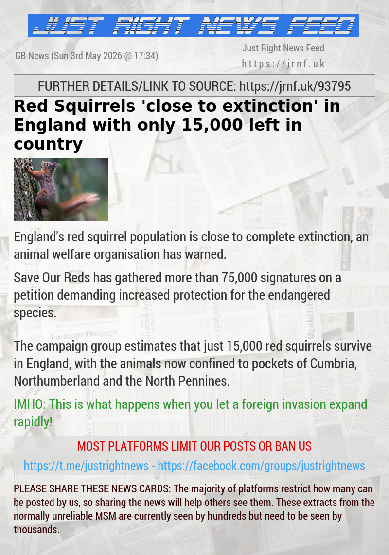 Red Squirrels ’close to extinction’ in England with only 15,000 left in country