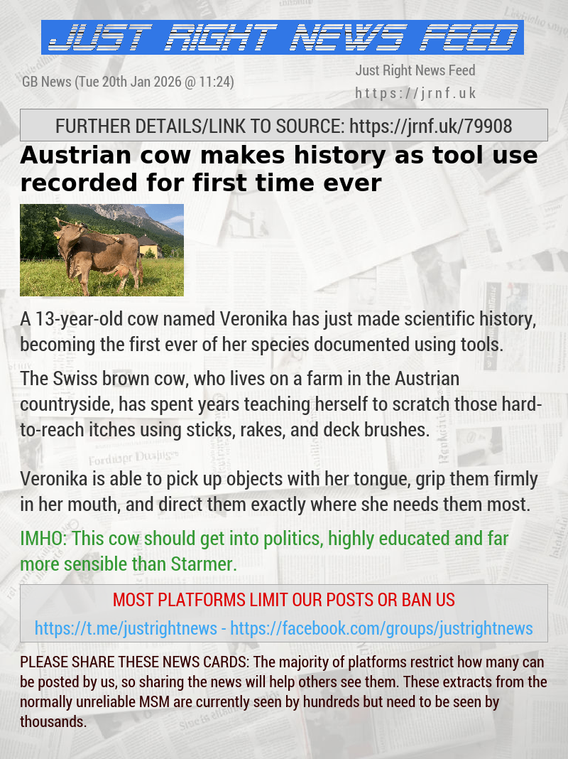 Austrian cow makes history as tool use recorded for first time ever