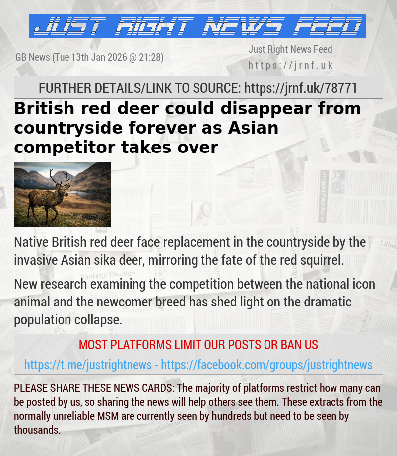 British red deer could disappear from countryside forever as Asian competitor takes over