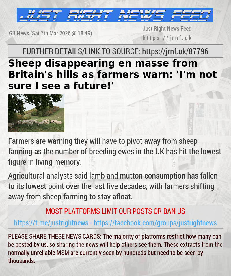 Sheep disappearing en masse from Britain’s hills as farmers warn: ’I’m not sure I see a future!’