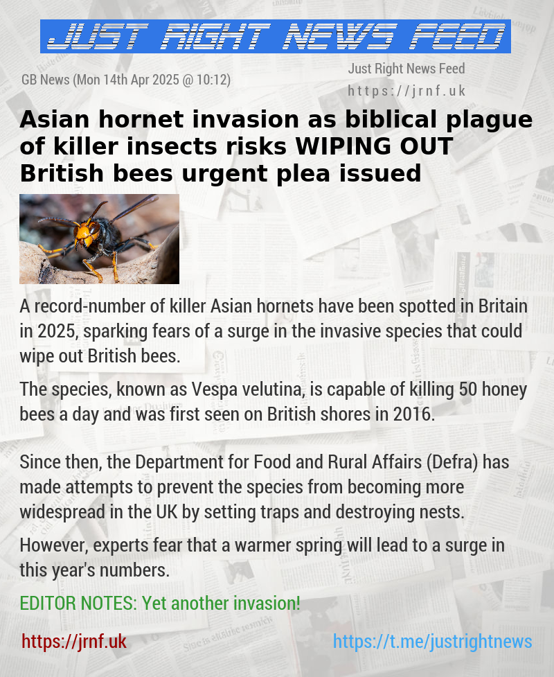 Asian hornet invasion as biblical plague of killer insects risks WIPING OUT British bees — urgent plea issued