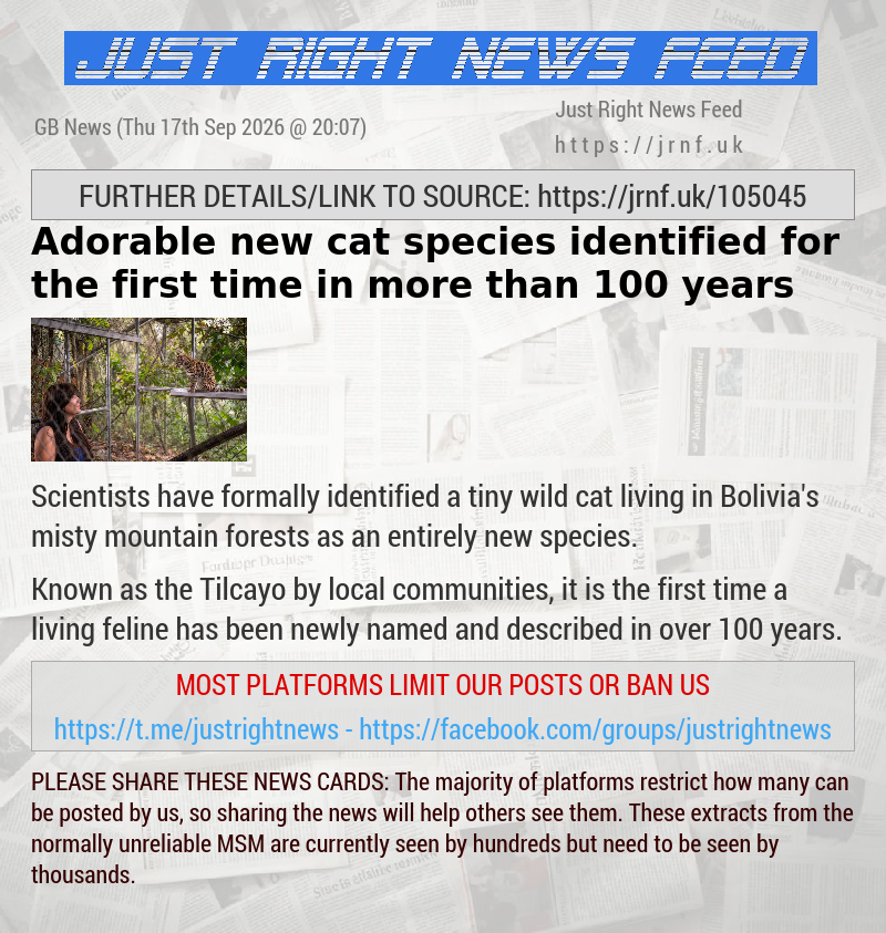 Adorable new cat species identified for the first time in more than 100 years