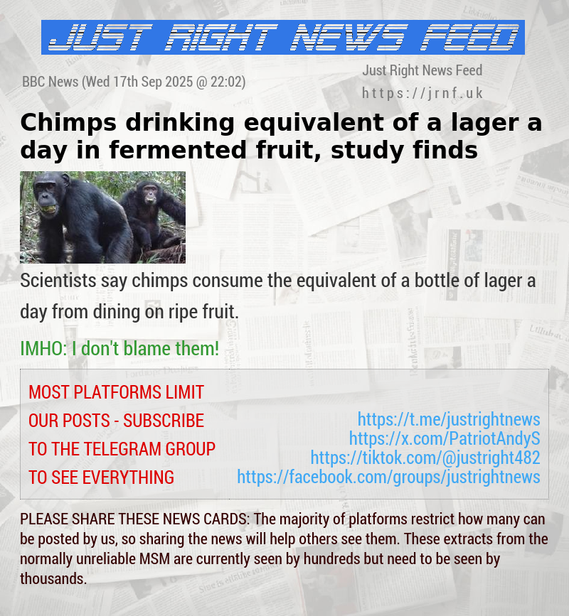 Chimps drinking equivalent of a lager a day in fermented fruit, study finds