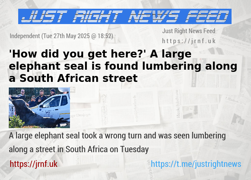 ’How did you get here?’ A large elephant seal is found lumbering along a South African street