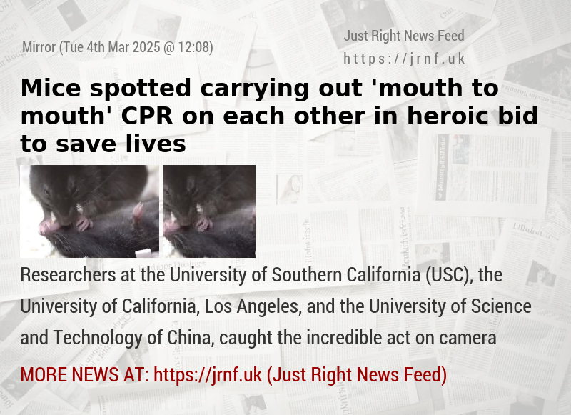 Mice spotted carrying out ’mouth—to—mouth’ CPR on each other in heroic bid to save lives